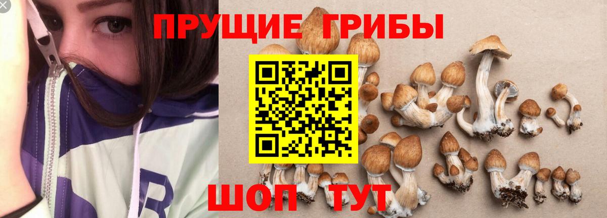 Тихорецк  Галлюциногенные грибы MAGIC MUSHROOMS  Вход с VPN 
